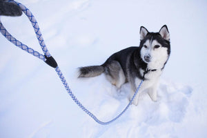 "Color Me Cool" Cotton Rope Leash