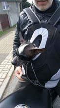 "Dog Around Town" Canine Backpack