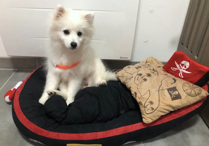 Pirate Boat Dog Bed