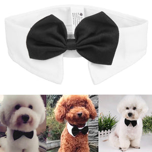 "Bow Wow Bowtie" Dog Collar