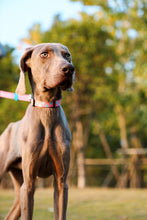 Sunshine Style Dog Collar