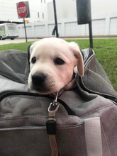 Sky Smart Airline Approved Dog Carrier