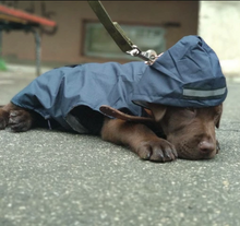 "Downpour Doggo" Waterproof Rain Jacket