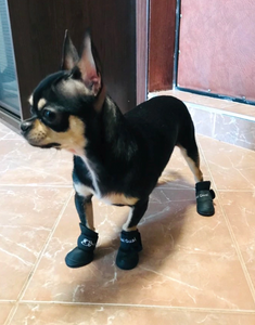 Rubber Pup Rainboots