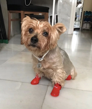 Rubber Pup Rainboots