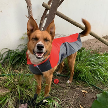 "Super Swell Shell" Dog Jacket