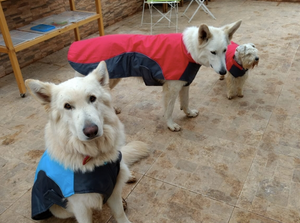 "Super Swell Shell" Dog Jacket