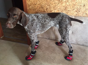 "Snowbound Hound" Winter Dog Boots