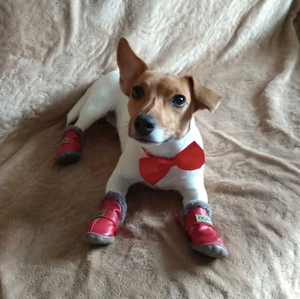 Plush Pup Winter Warmer Boots