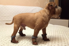 Plush Pup Winter Warmer Boots